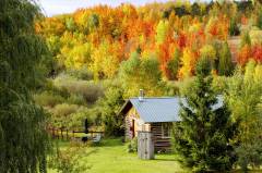 The Cabin